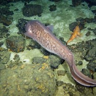 Photo de poisson-crevette 5