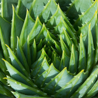 Photo d'aloe 2
