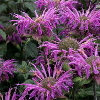 Photo de monarde