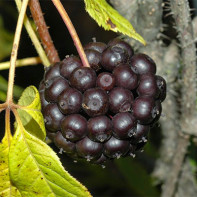 Foto von Eleutherococcus 5