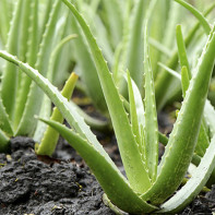 Photo d'aloe 4