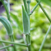Foto der Okra 5