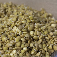 Photo de lentilles germées