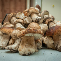 Photos de cèpes 5