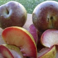 Photo du plumcot 5