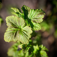 Photo de feuilles de groseillier 4