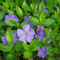 Photo de pervenche 4