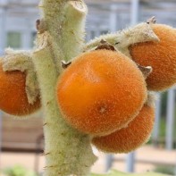 Foto Naranjilla 2