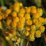 Photo d'immortelle 3