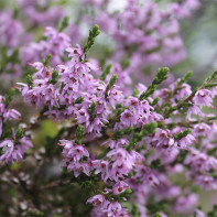 Photo de bruyère 3