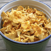 Photo de girolles 6