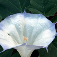 Photo de Datura 2