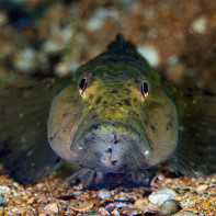 Foto der Grundel 5