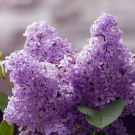 Photo de lilas 4