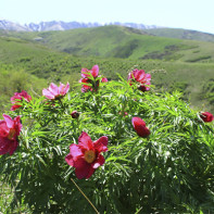 Photo de la pivoine déviante 4