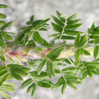 Photo de caragana 2