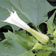 Photo de Datura