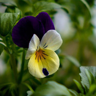 Photo de la violette tricolore 5
