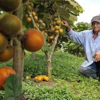 Foto Naranjilla 6