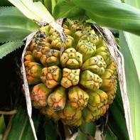 Photo de pandan 3