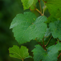 Foto von Weinblättern 5