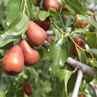 Photo de jujube 3