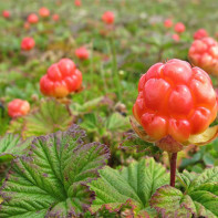 Foto von Moltebeeren 2