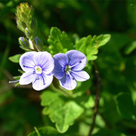 Photo de la Véronique officinale