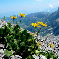 Photo de l'arnica 5