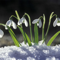 Photo de perce-neige 2