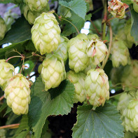 Photo des cônes de houblon 5