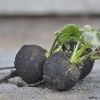 Photo de radis noir 3
