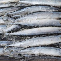 Foto von Saury 5