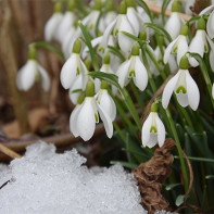 Photo de perce-neige 3