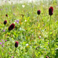 Foto des Wiesenknopfs 4