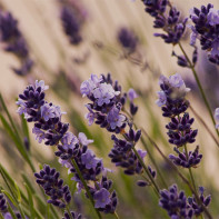 Foto von Lavendel