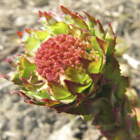 Photo de la Rhodiola 4