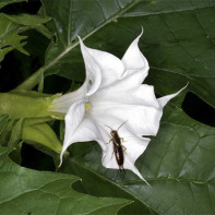 Photo de Datura 5