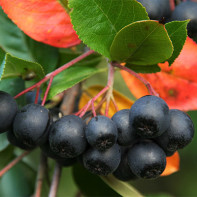 Photo d'aronia 5