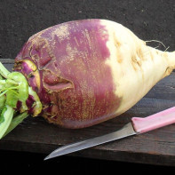 Foto der Steckrübe