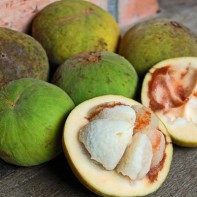 Photo du fruit santol