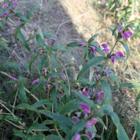 Photo de l'herbe Zopnik 2
