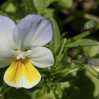 Photo de la violette tricolore 4