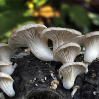 Photos de pleurotes 6