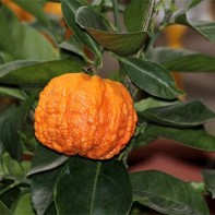 Photo du fruit bigarade 5
