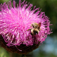 Foto von Leuzea 5