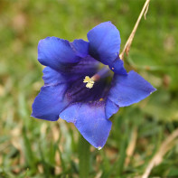 Photo de gentiane 5