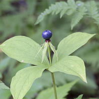 Photo de l'œil-de-corbeau 2