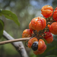 Foto von Guarana 2