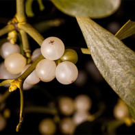 Photo du gui blanc 4